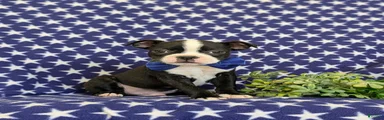 Presley