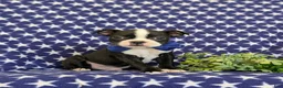 Boston Terrier dogs for sale: Presley - Ad 1