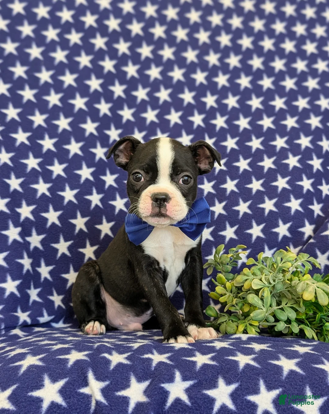 Boston Terrier dogs for sale: Presley - Ad 1