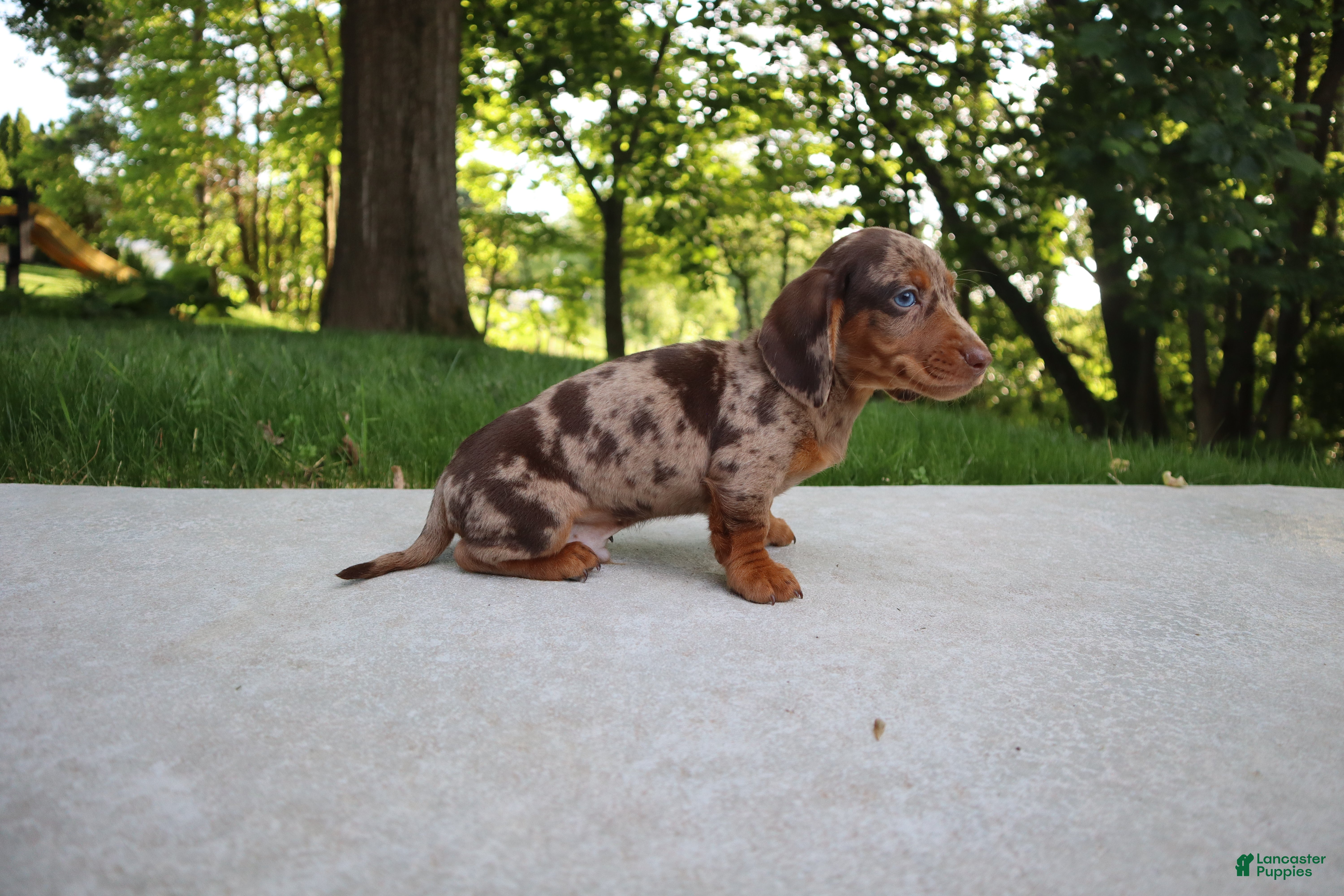 Dachshund dogs Oreo - Ad 2