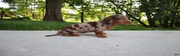 Dachshund dogs for sale: Oreo - Ad 2