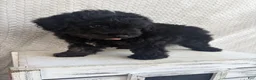 Mini Aussiedoodle dogs for sale: Chase - Ad 4