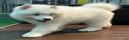 Samoyed dogs for sale: Loki - Ad 2