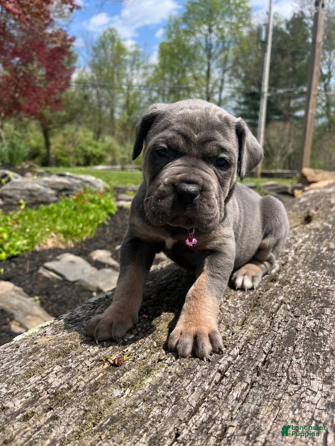 Cane Corso dogs for sale: Stormi  - Ad 1