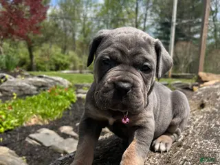 Cane Corso dogs for sale: Stormi - Ad 2