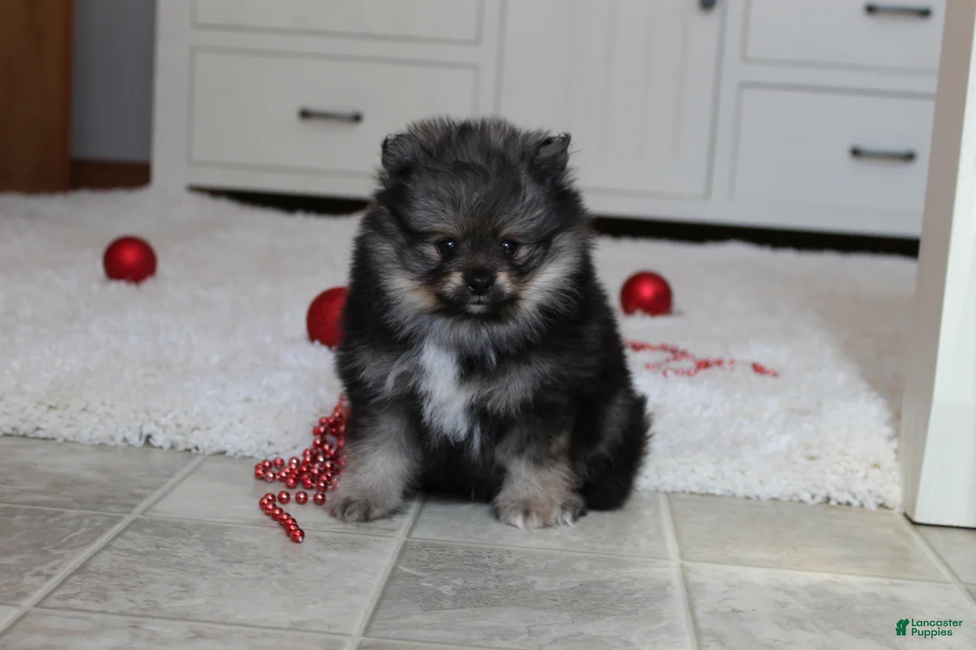 Pomeranian dogs for sale: Donald - Ad 11