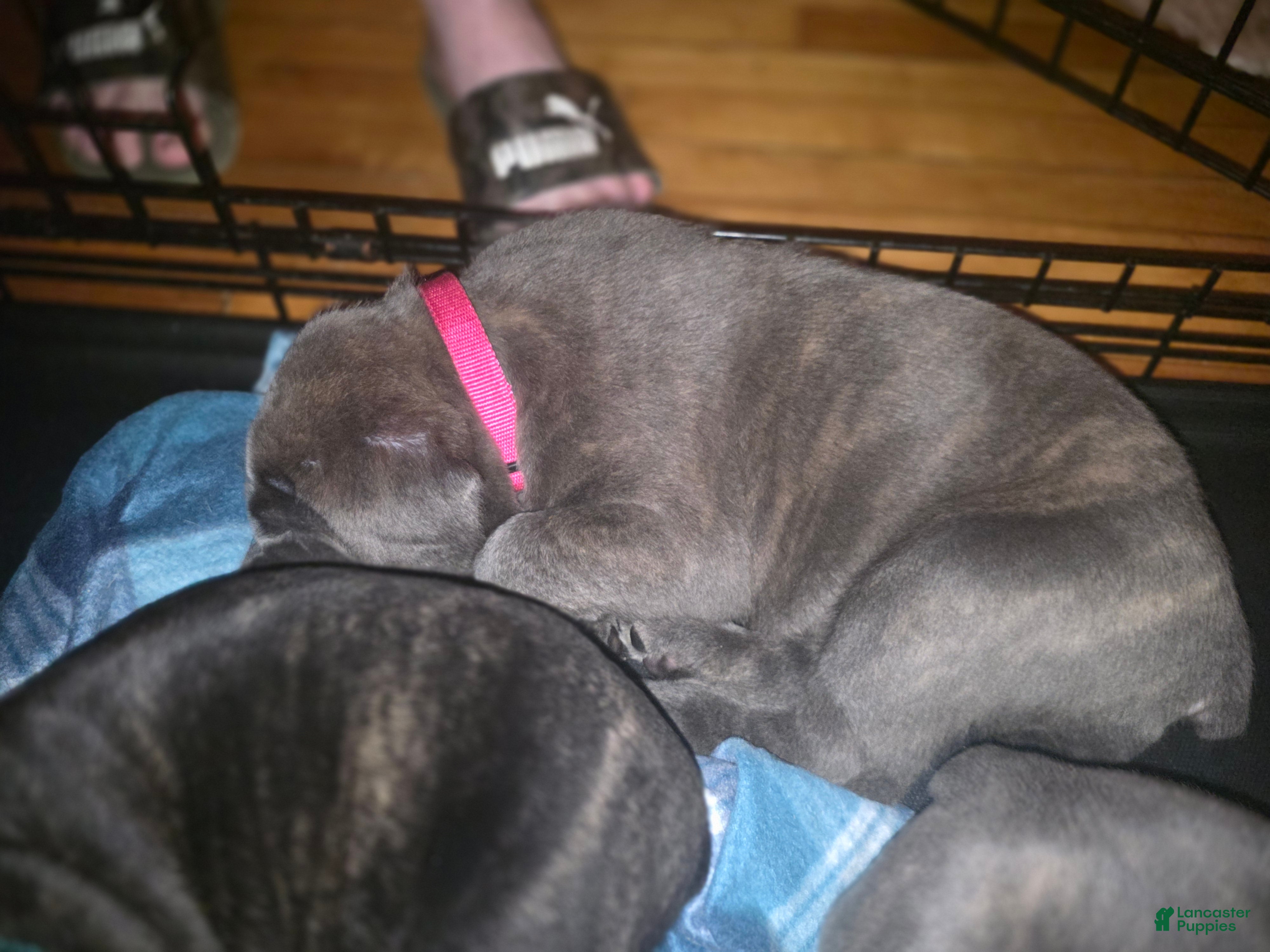 Cane Corso dogs Cane Corso Puppy 4 - Ad 35
