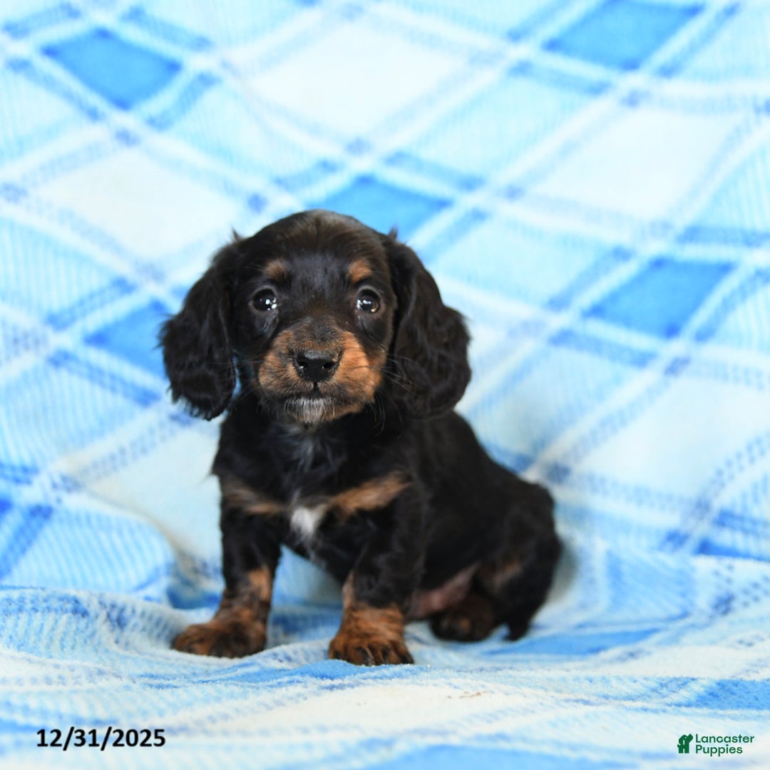 Miniature Dachshund dogs for sale: Smoke  - Ad 1