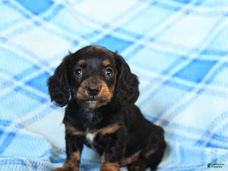 Miniature Dachshund dogs Smoke - Ad 11
