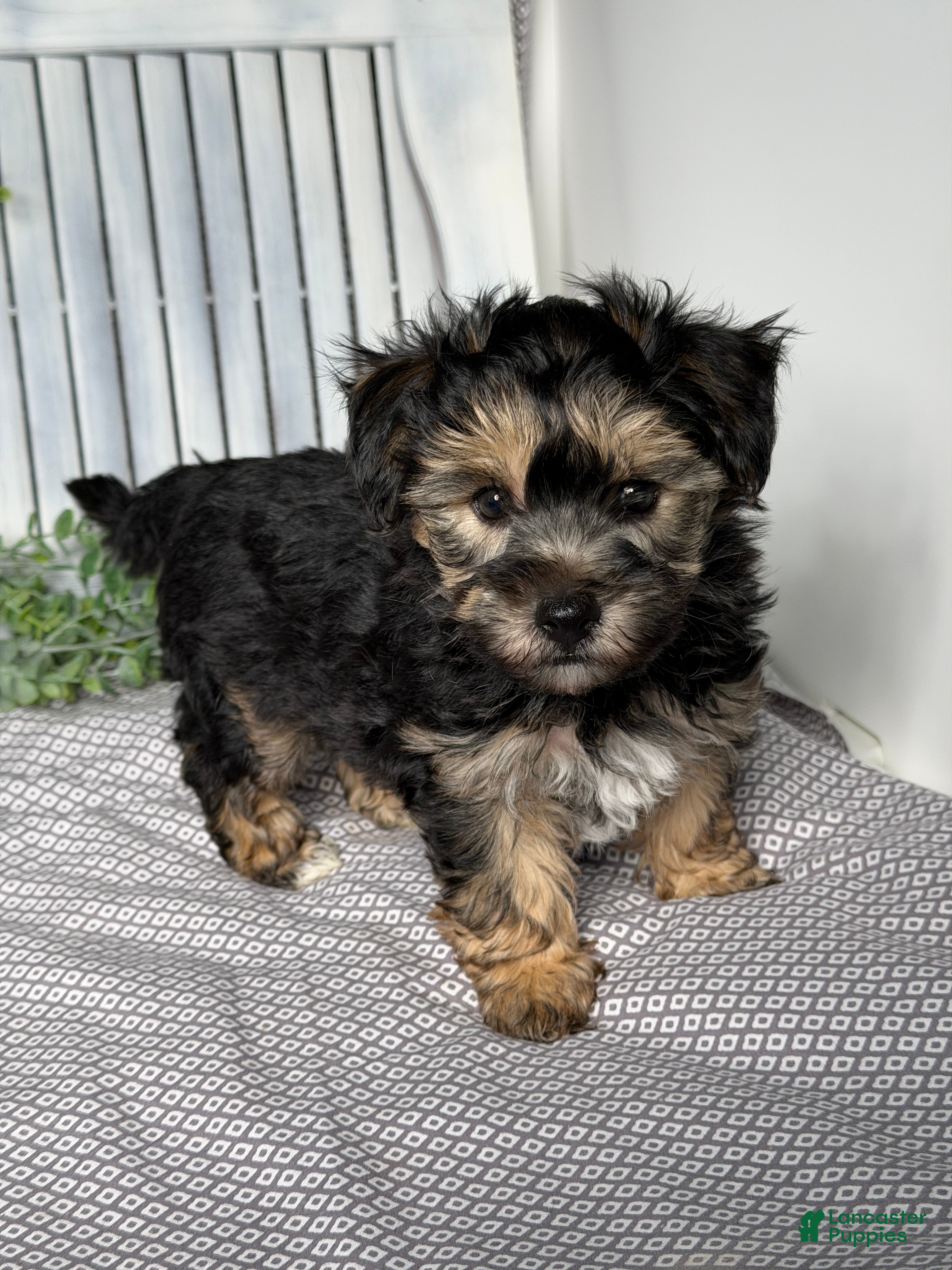 Yochon dogs Tyler - Ad 2