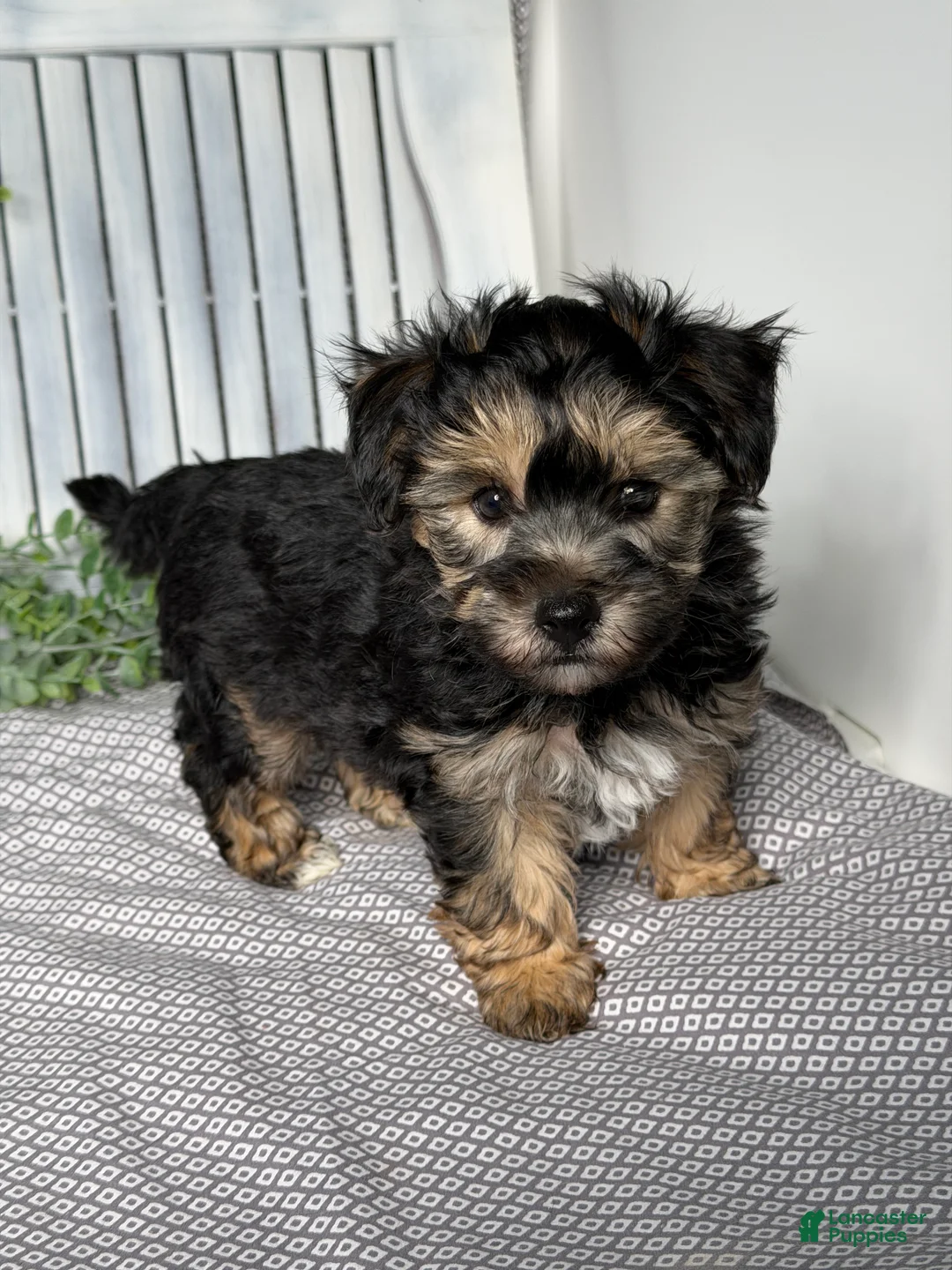 Yochon dogs for sale: Tyler - Ad 2