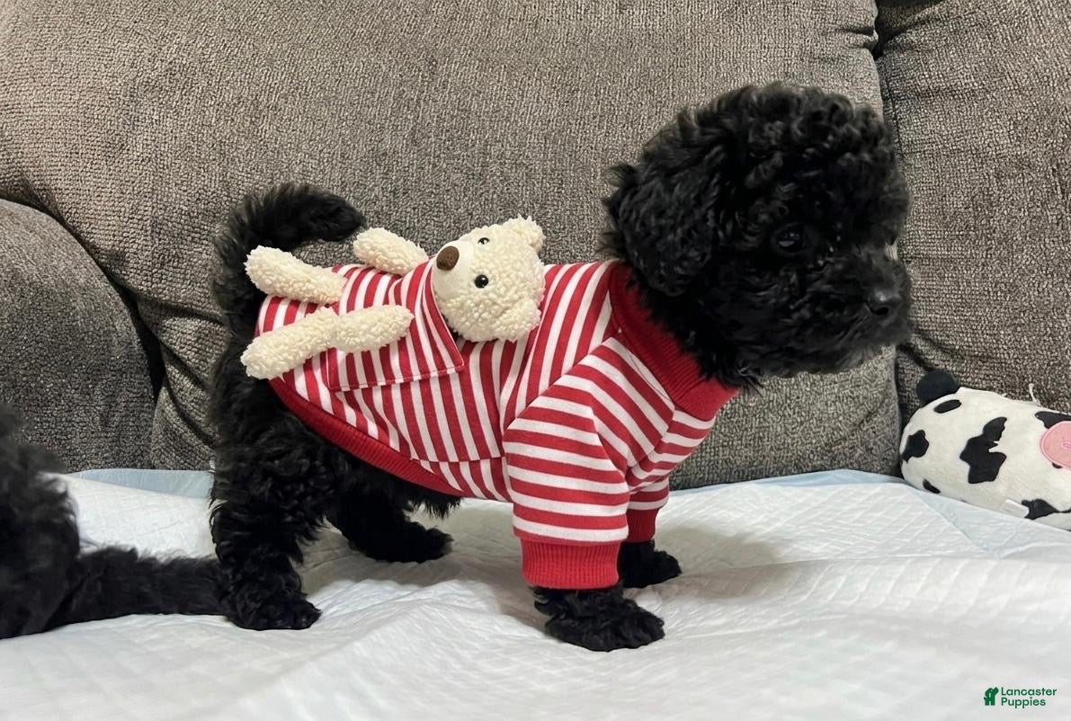 Toy Poodle dogs Toy poodle  - Ad 2