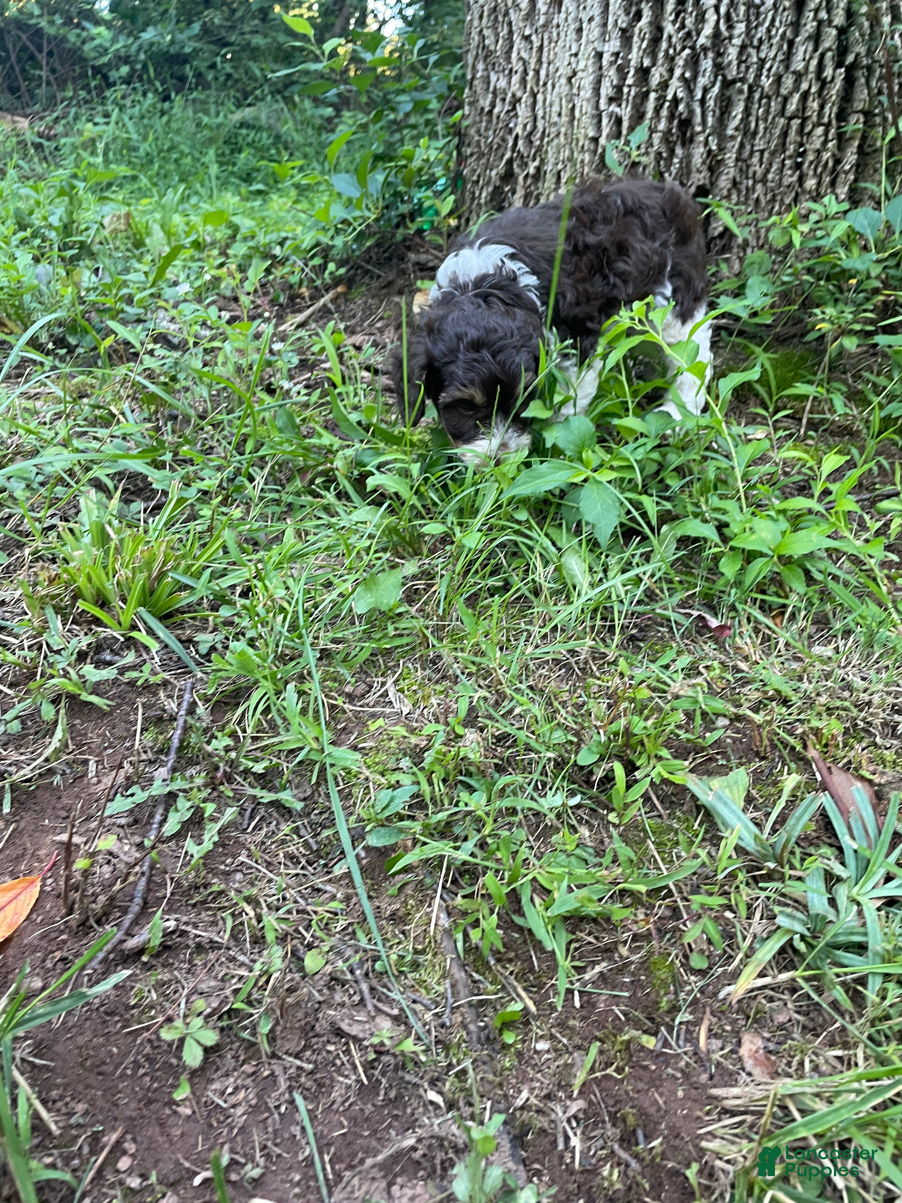 Mini Aussiedoodle dogs Hunter - Ad 2