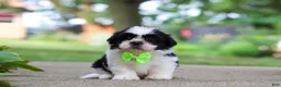 Shih Tzu dogs for sale: Huckleberry - Ad 4