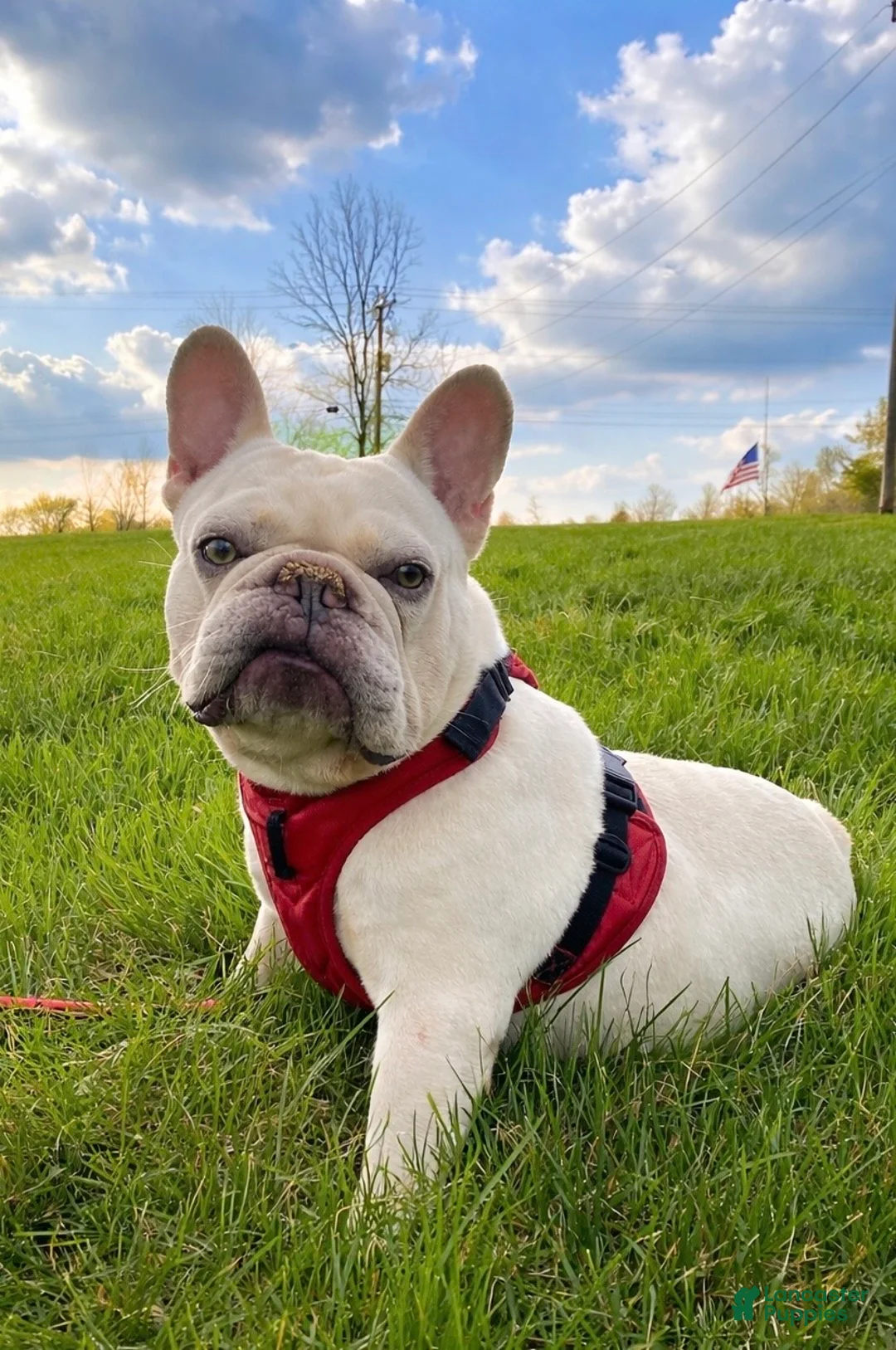 Frenchton dogs for sale: Mr. Kirby - Ad 12
