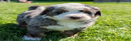 Bernedoodle dogs for sale: Spartan - Ad 5