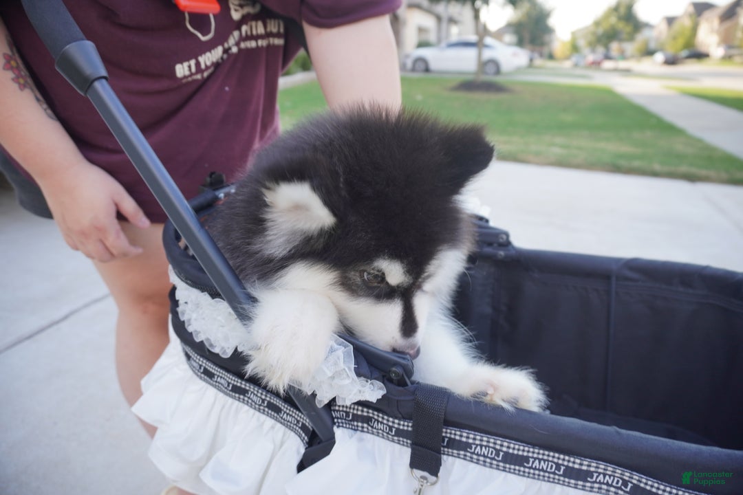 Alaskan Malamute dogs for sale: Xiao Zi - Ad 16