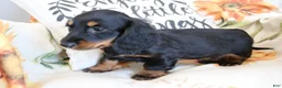 Miniature Dachshund dogs for sale: Daisy - Ad 4
