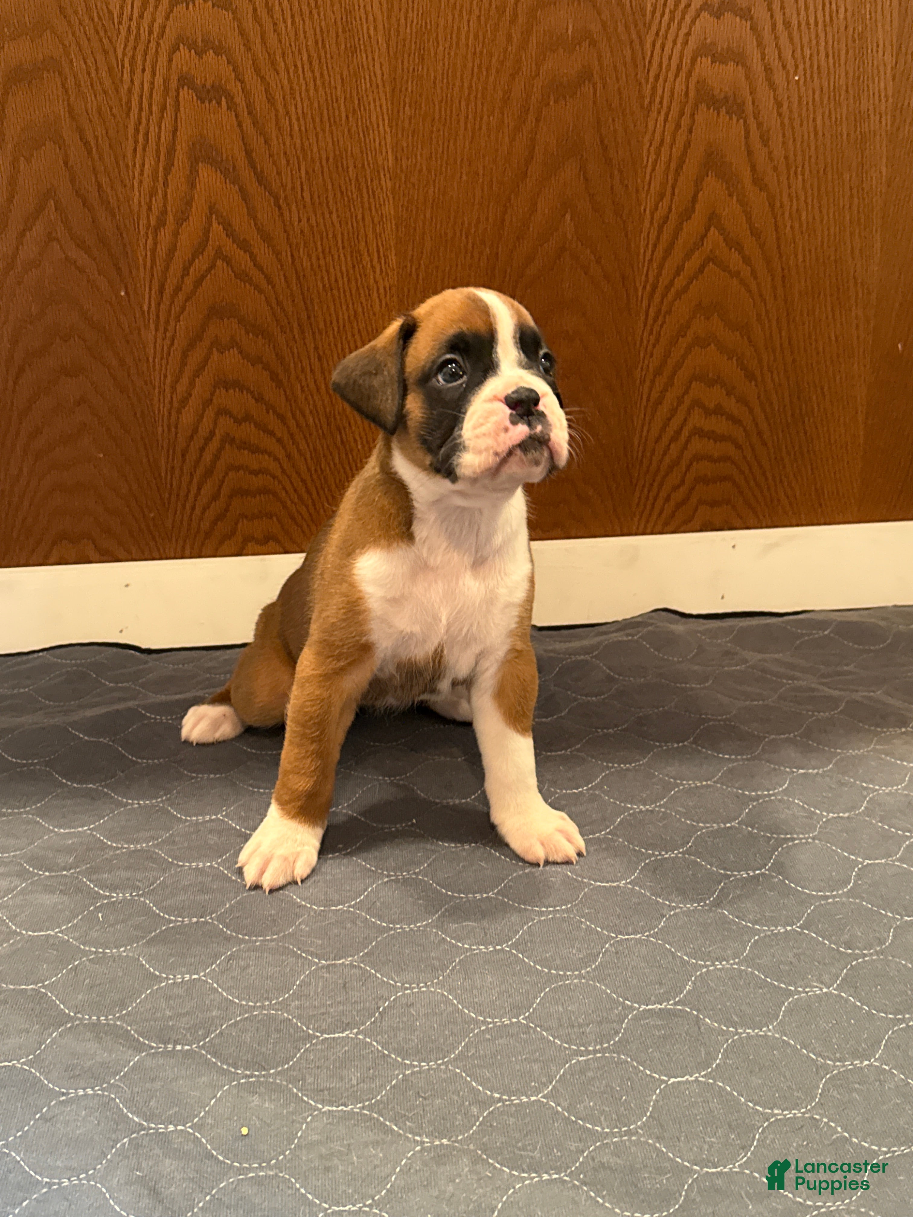 Boxer dogs Prada - Ad 1