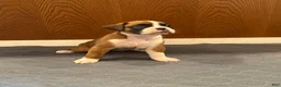 Boxer dogs for sale: Prada - Ad 1