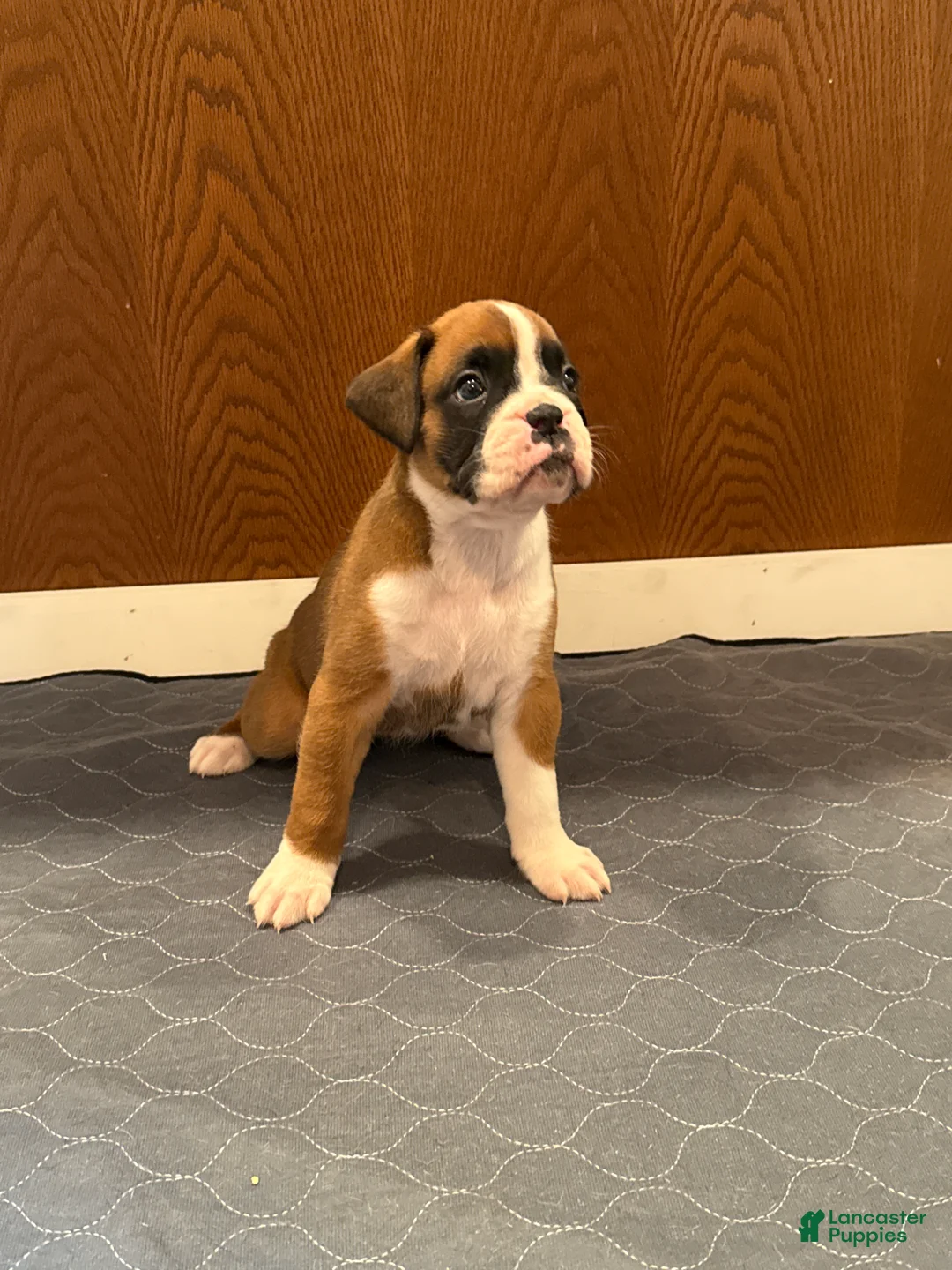 Boxer dogs for sale: Prada - Ad 1
