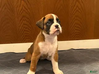 Boxer dogs for sale: Prada - Ad 2