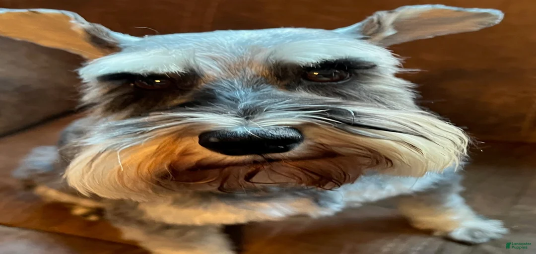 Gallery Image {{count}}