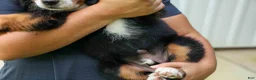Bernese Mountain Dog dogs for sale: SOPHIE - Ad 19