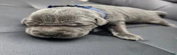Cane Corso dogs for sale: Sentinel Soul Maybach-Solid Blue (North American Mastiff) - Ad 5