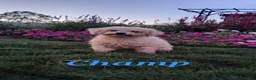Teddy Bear dogs for sale: Chloe - Ad 14