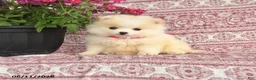Pomeranian dogs for sale: Monica - Ad 1