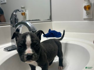 Mixed Breed dogs Alapaha Bully - Ad 2