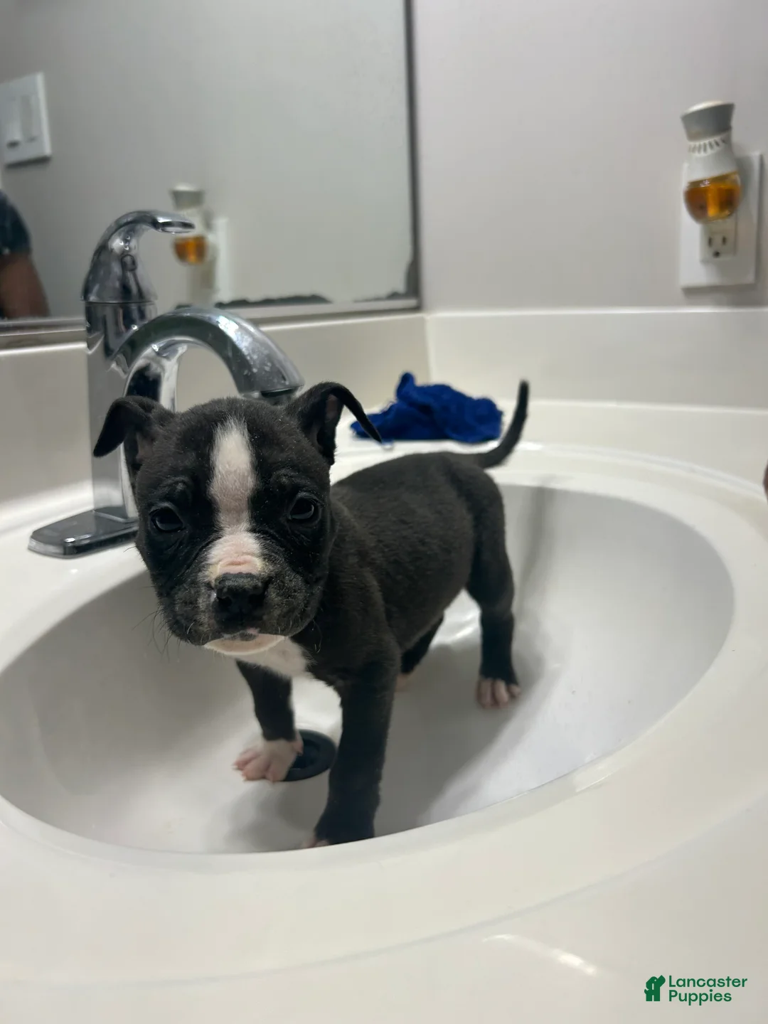 Mixed Breed dogs for sale: Alapaha Bully  - Ad 1