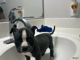 Mixed Breed dogs Alapaha Bully - Ad 21