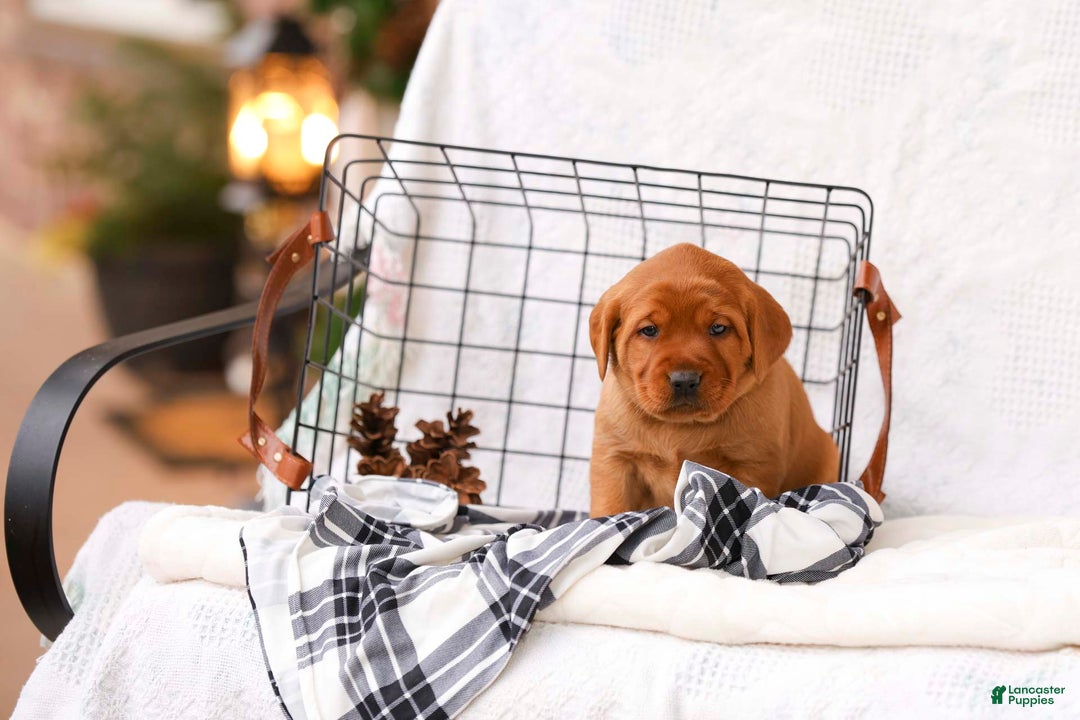 Labrador Retriever dogs for sale: Nicolle - Ad 4