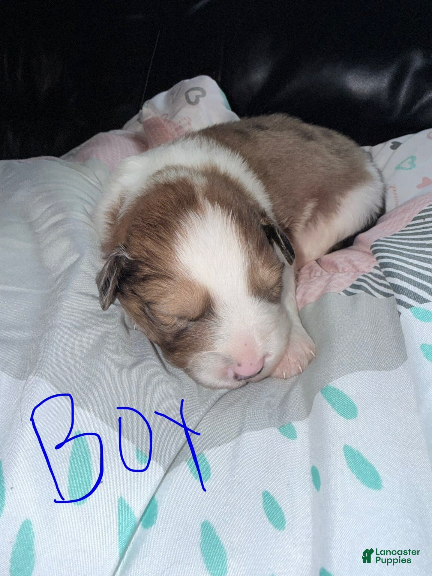 Mixed Breed dogs Mixed Breed 2 - Ad 22