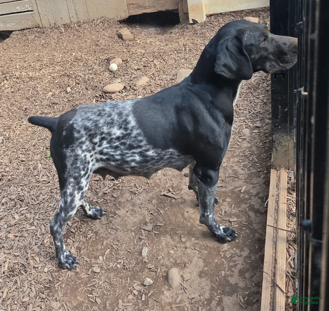 German Shorthaired Pointer dogs for sale: Ginger - Ad 5
