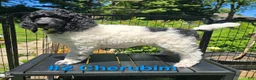 Standard Poodle dogs for sale: Cherubim - Ad 2