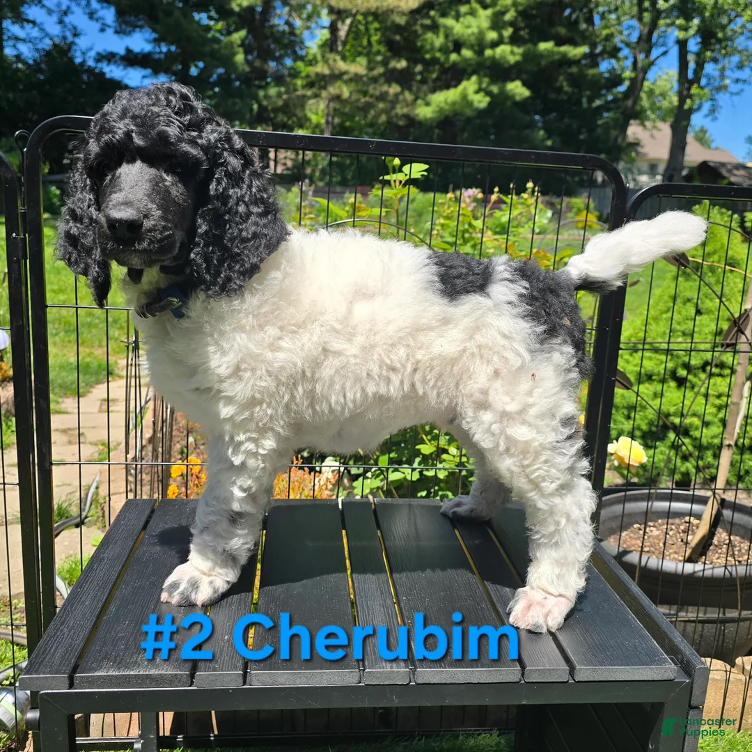 Standard Poodle dogs for sale: Cherubim - Ad 2