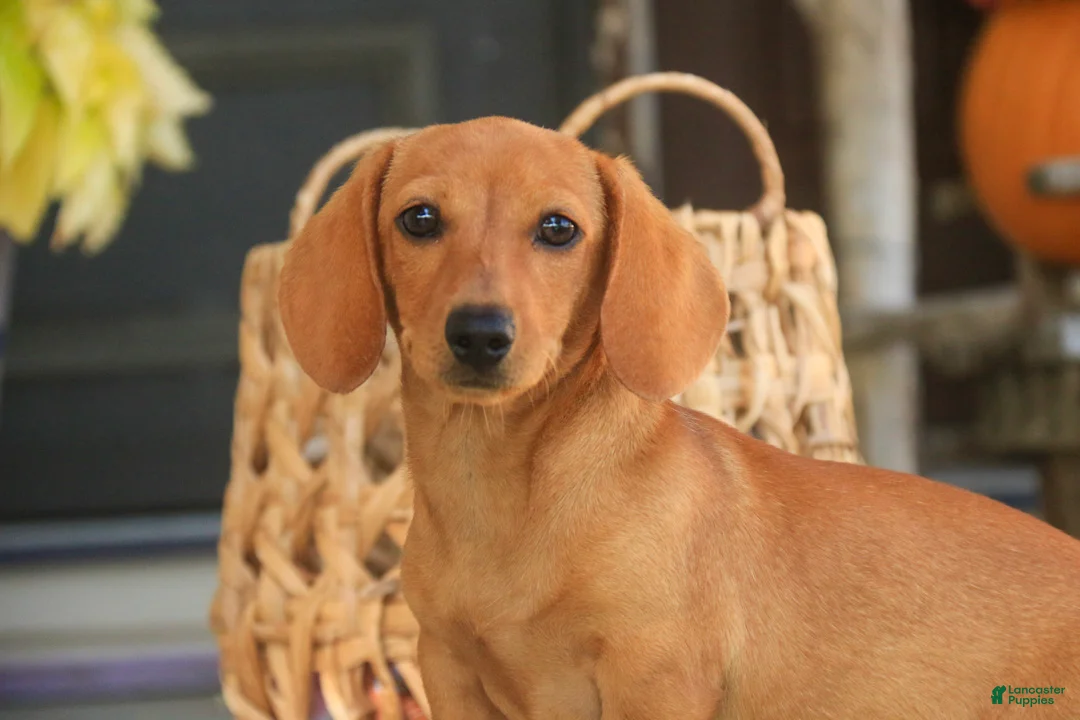 Miniature Dachshund dogs for sale: Clifford Miniature Dachshund  - Ad 1
