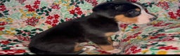 Greater Swiss Mountain Dog dogs for sale: Holly Jolly  - Ad 7