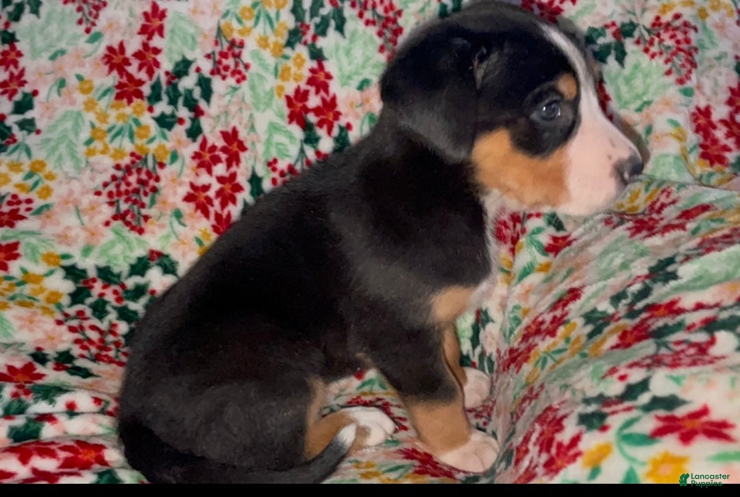 Greater Swiss Mountain Dog dogs for sale: Holly Jolly  - Ad 7