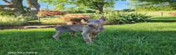 Doberman Pinscher dogs for sale: Griffin - Ad 6