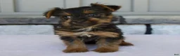 Yorkshire Terrier dogs for sale: Lily - Ad 5