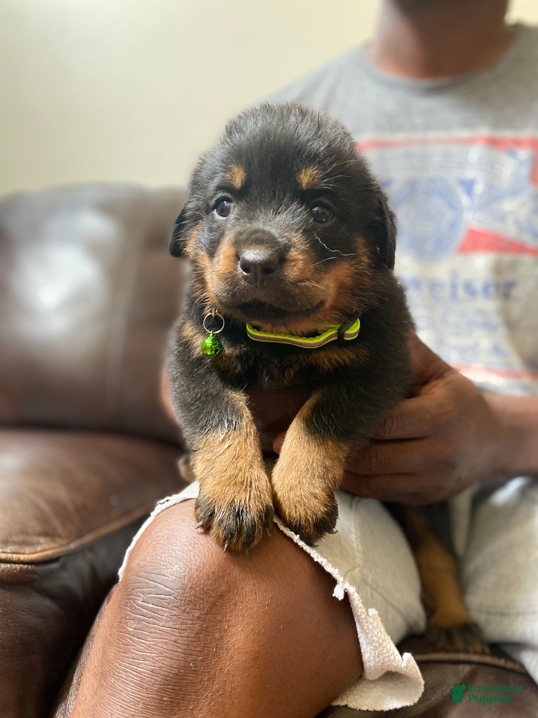 Rottweiler dogs for sale: Gloria - Ad 4