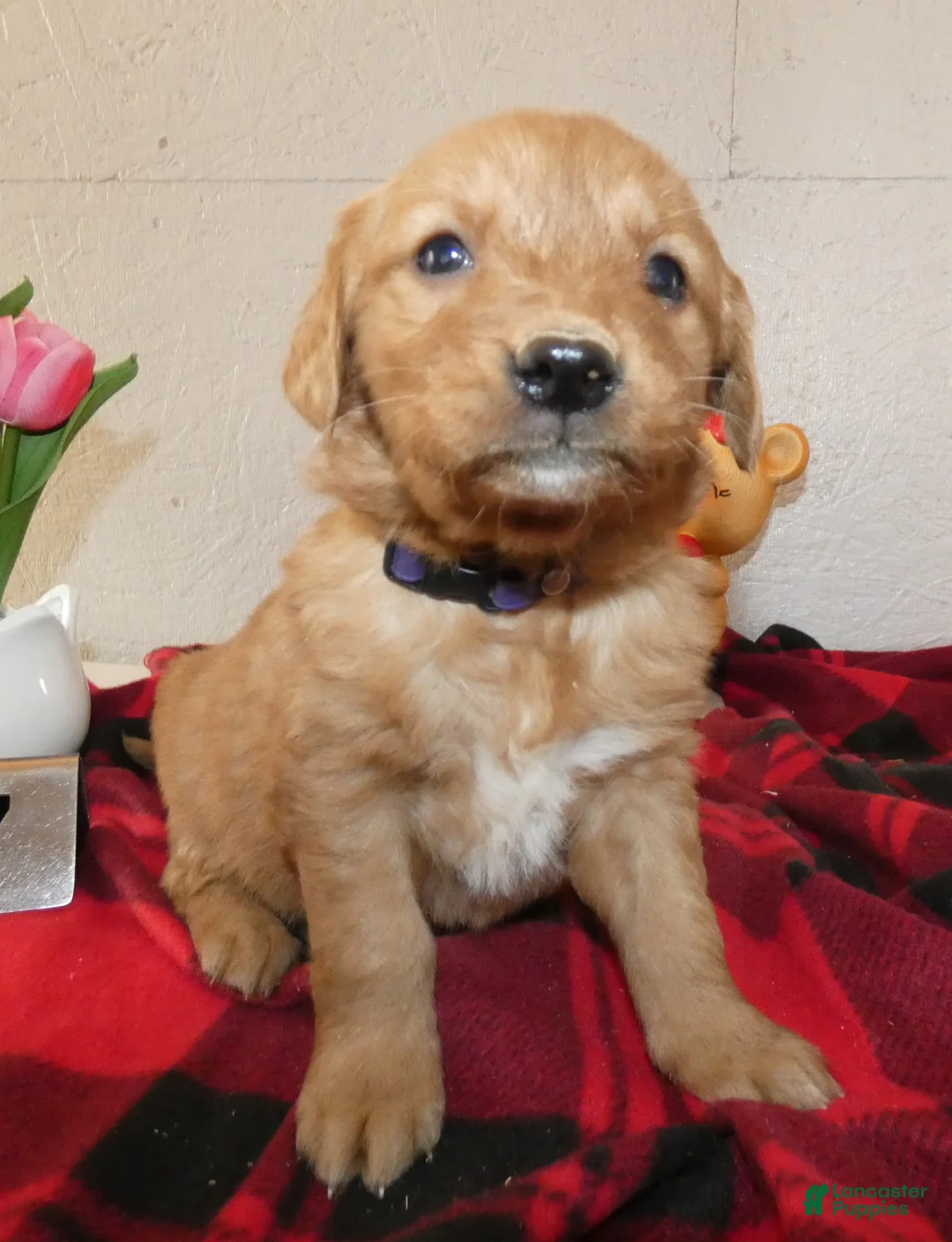 Mini Goldendoodle dogs for sale: Mini Goldendoodle Puppy 8 River - Ad 2