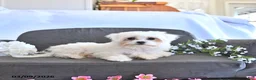 Maltese dogs for sale: Romeo EXTRA SMALL - Ad 9