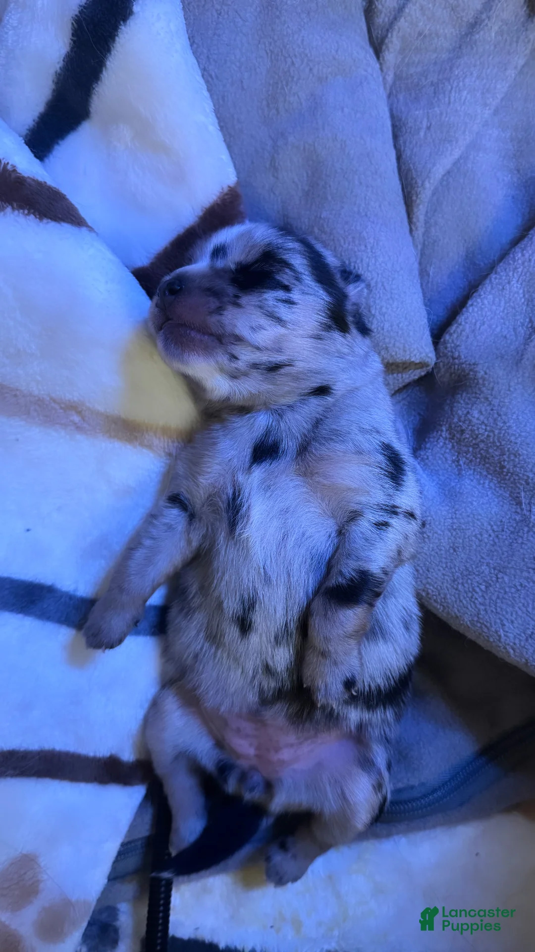 Pomsky dogs for sale: Female - Ad 2