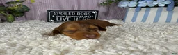 Miniature Dachshund dogs for sale: Miniature Dachshund 1 - Ad 2