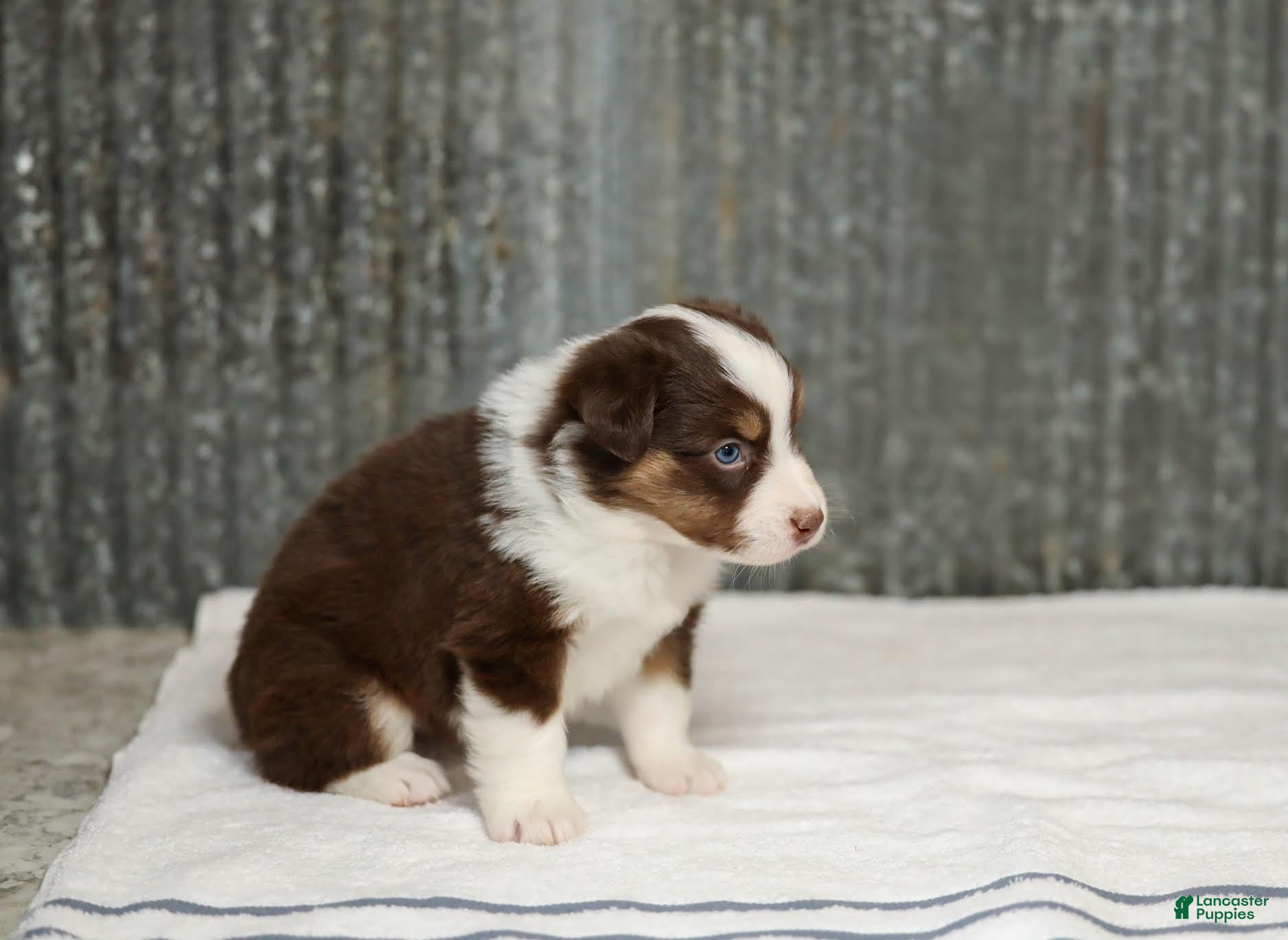 Miniature Australian Shepherd dogs Lava Miniature Australian Shepherd Puppy  - Ad 2
